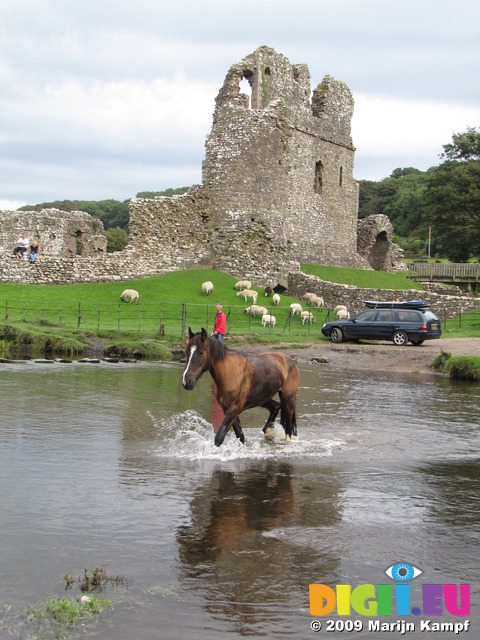 SX08661 Horse crossing river at Ogmore Castle stepping stones